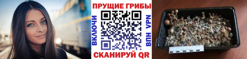 где купить наркоту Ачхой-Мартан Галлюциногенные грибы MAGIC MUSHROOMS